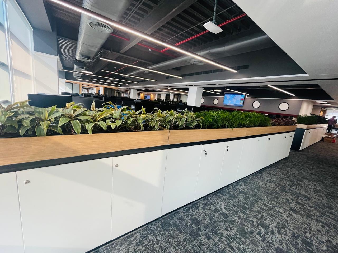 Indoor Plant Project 9